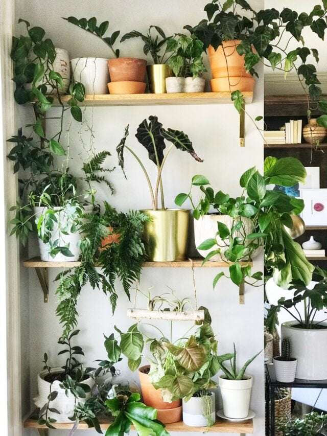 7 Reasons to Have a Wall of Plants in Your Home