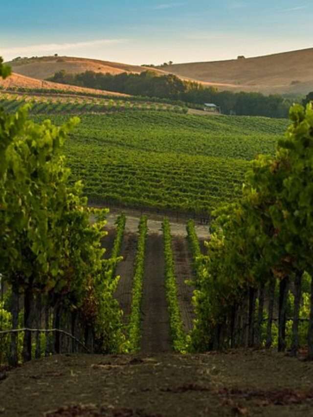 a-walk-in-the-vineyards